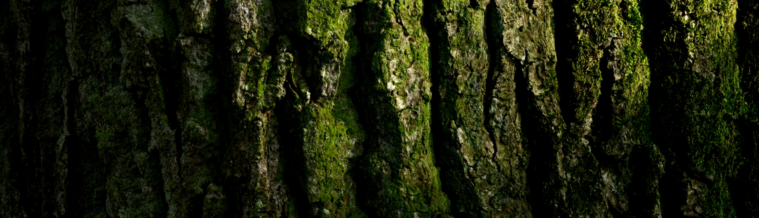 OAKMOSS IN PERFUMERY