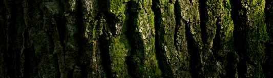 OAKMOSS IN PERFUMERY