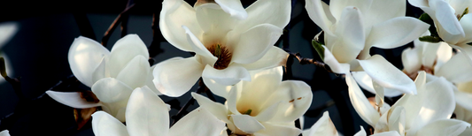 EXPLORING EXOTIC FLORAL ABSOLUTES